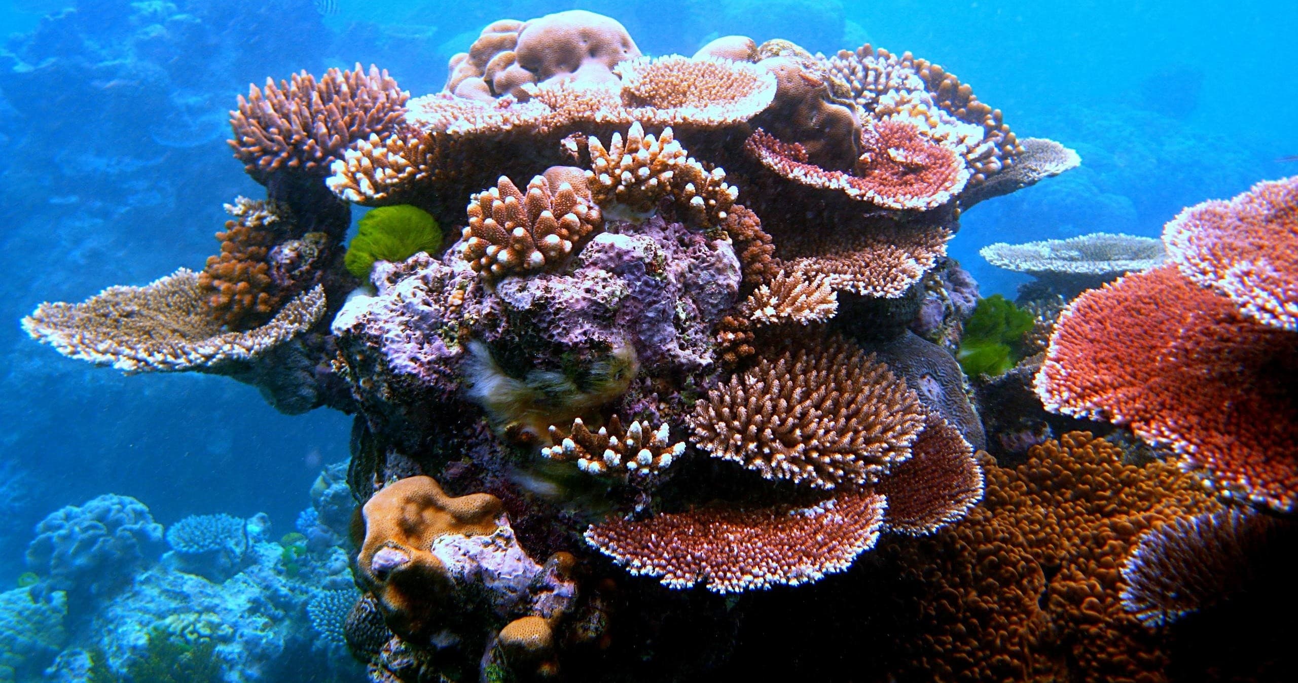 Interactive Coral Reef Education Program in Denver Aquarium photo 1