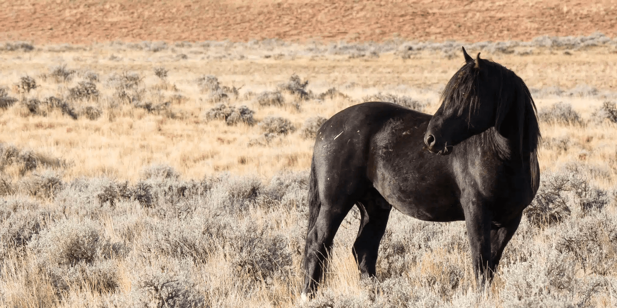 Wild Mustang Tours & Wildlife Viewing in Wyoming