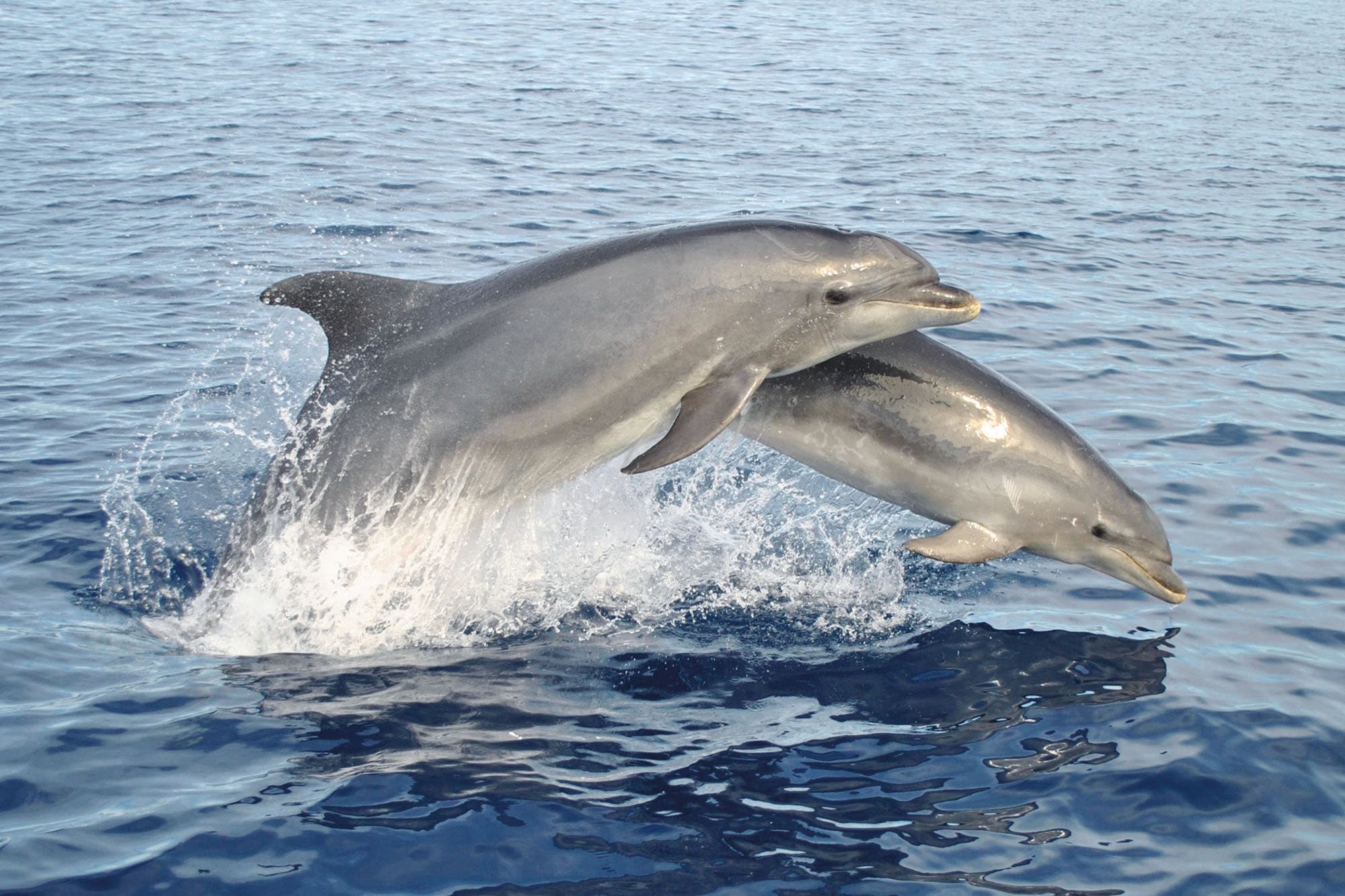 Water Activities: Benagil & Dolphin Watching with Lagos Tours