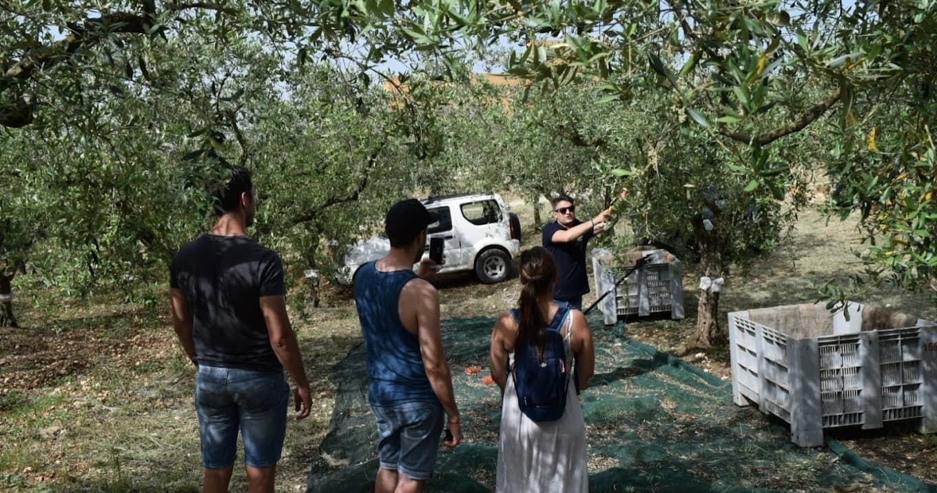 Discover Sicily’s Olive Oil Heritage: Montevago Farm Tour & Authentic Food Tasting