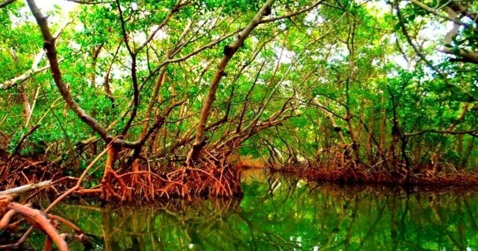 Vivid mangrove kayaking scenery with reflective estuary waters