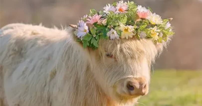 Capture the Magic of Your Cow Experience with Professional Photos in New Market, Tennessee