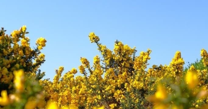 Forest Awakening: Spring Guided Walks in the New Forest