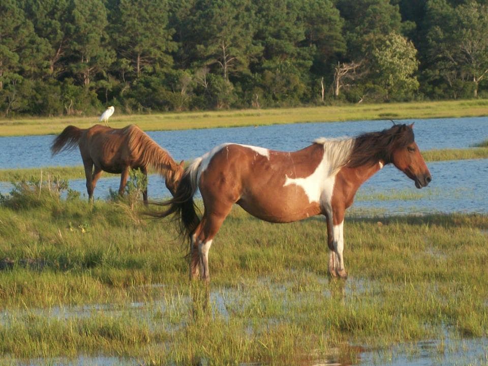 Saltwater ponies grazing in tidal marshes beside shallow water