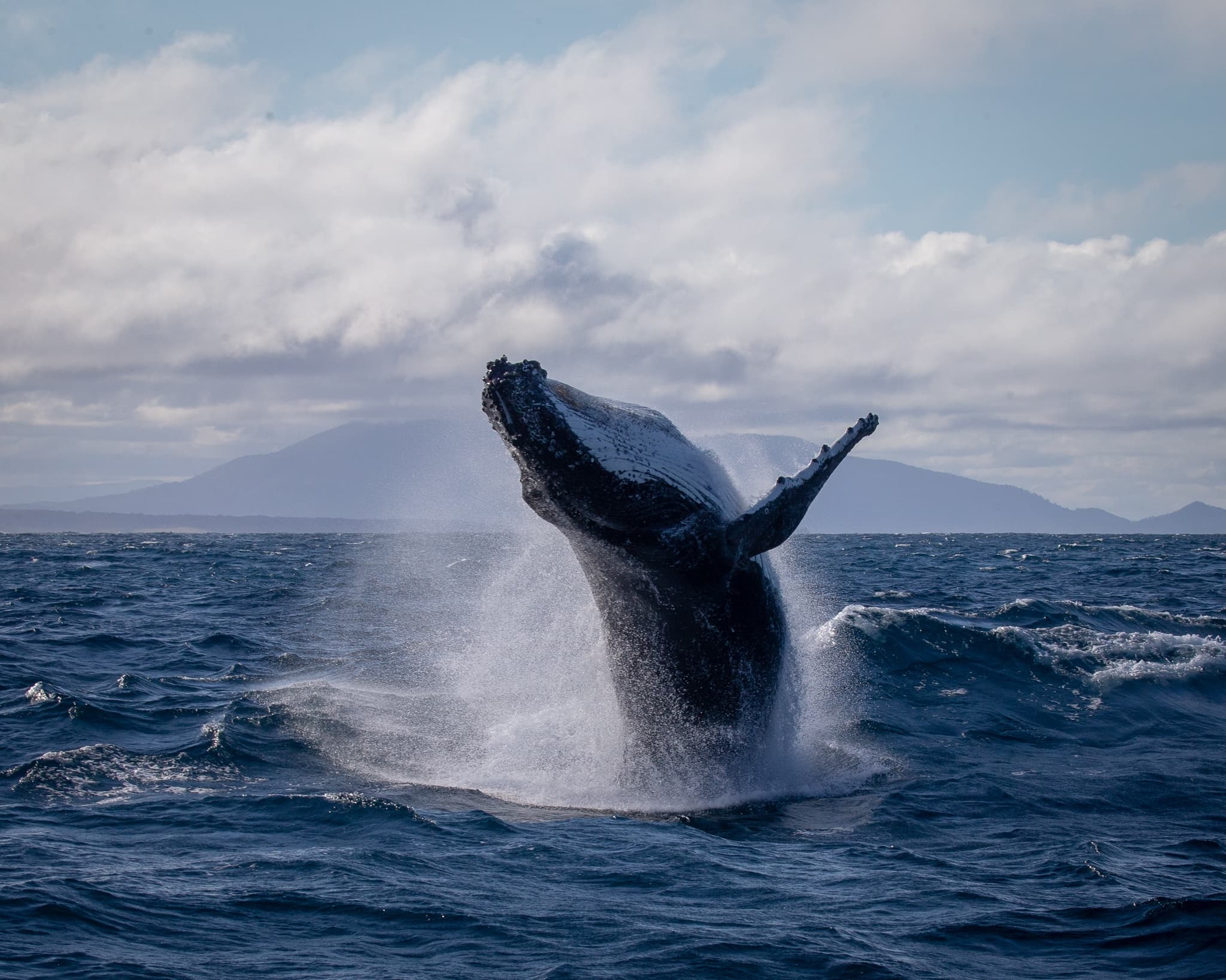 Wildlife & Water Activities with Sapphire Coastal Adventures in Bermagui