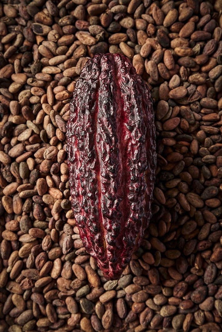 Bean-to-Bar Chocolate Workshop in Zaandijk: Inside the Zaan Region's Cacao Legacy