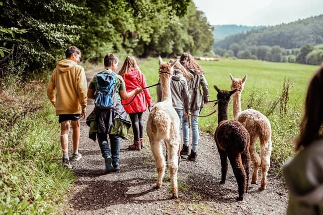 Group walking with alpacas on rural forest trail