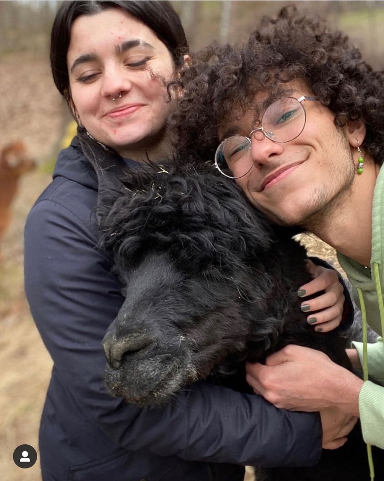 Hand-Feed Alpacas at Lulu's Barn in Westport Island