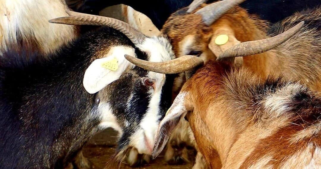 Goat Cheese Making in Tenerife with Farm Experiences & Tours