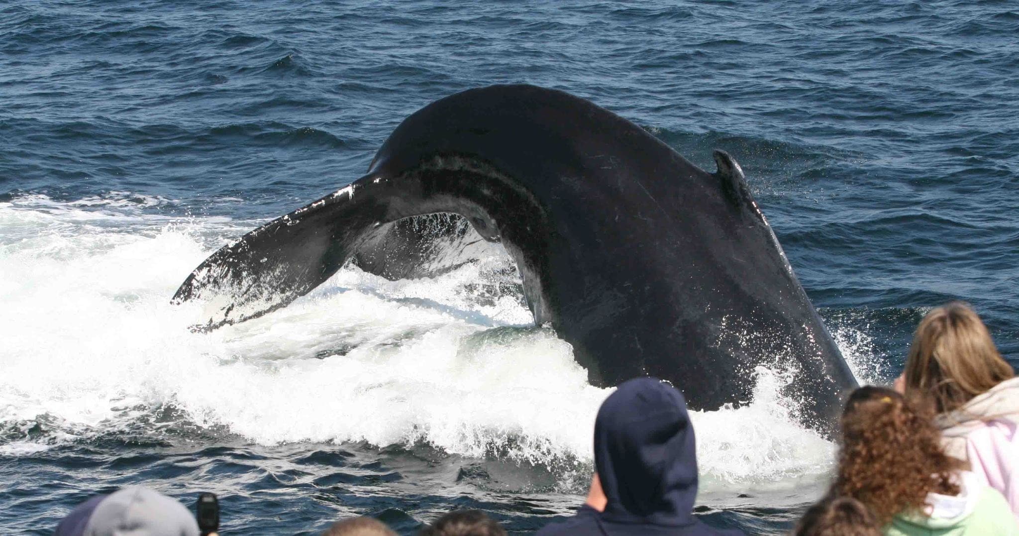Whale Watch Adventures with 7 Seas Whale Watch in Gloucester
