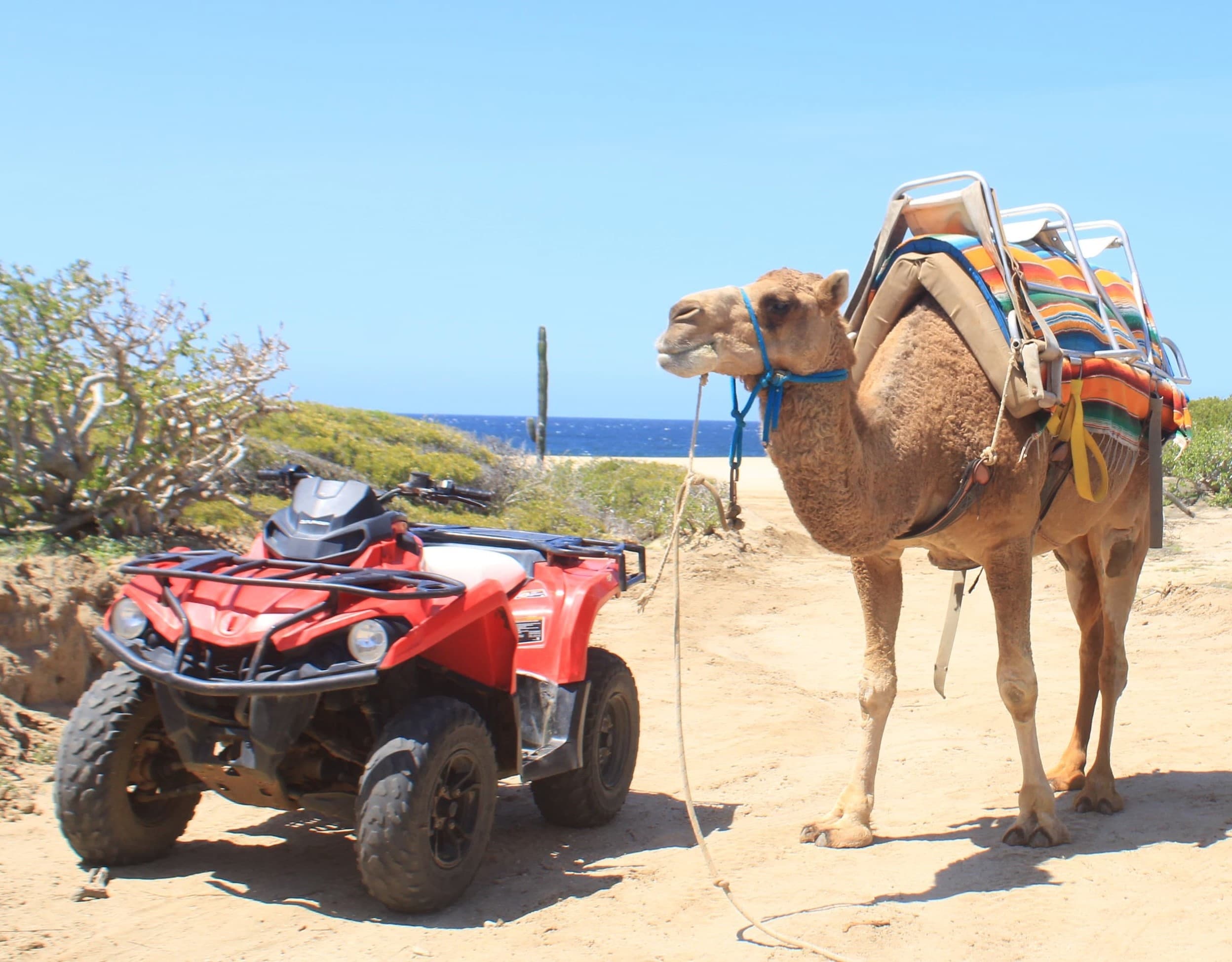 Saddled camel beside red ATV on sandy beach near ocean