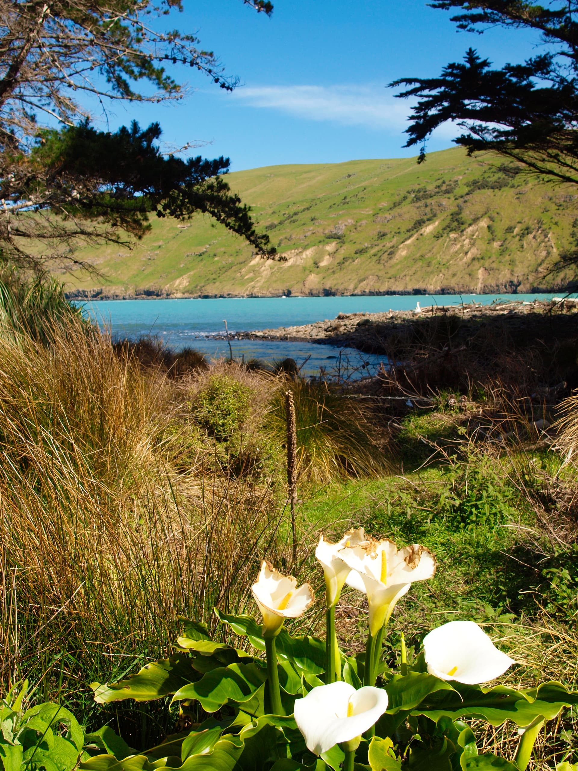Overnight Penguin Escape with Pohatu Penguins in Akaroa