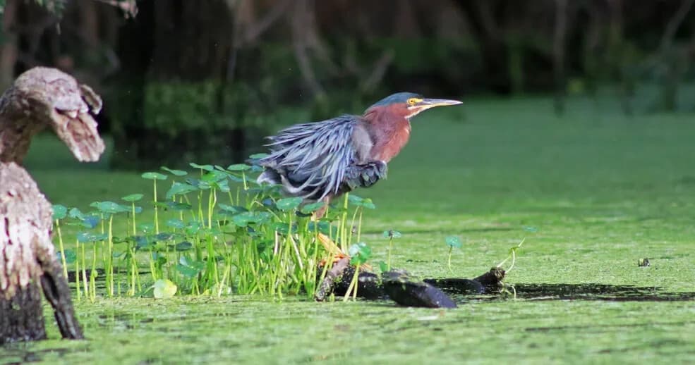 Paddle Ebenezer Creek: Private Guided Kayak Tour with Backwater Expeditions