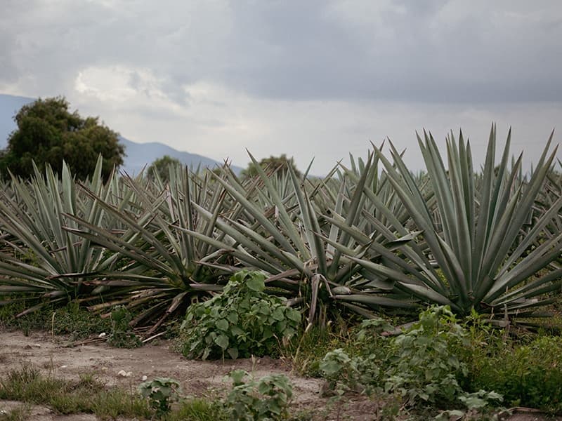Cultural & Water Activities at Coyote Aventuras in Oaxaca