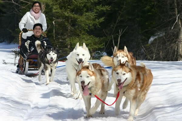 Winterdance Dogsled Tours team