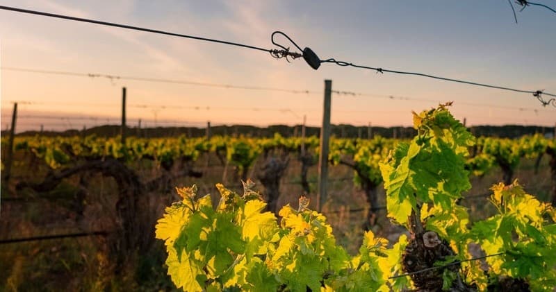 Castilla-La Mancha Farm Tour & Tasting by Farm Experiences & Tours