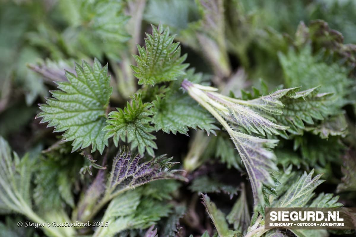 Foraging Leersums Veld: edible and medicinal wild plants workshop near Leersum