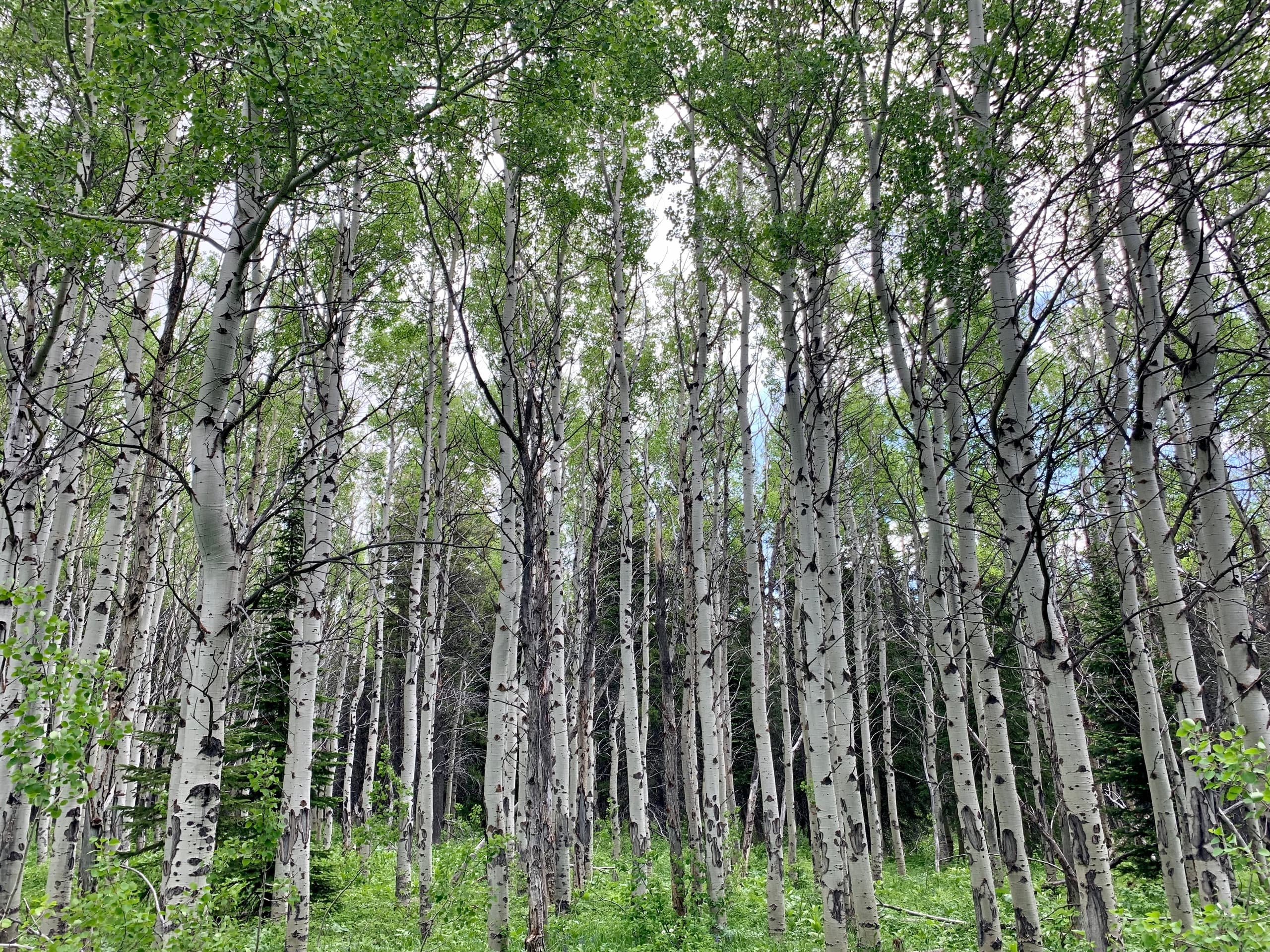 Seasonal Forest Bathing in Columbia Falls: Mindful Journaling in Montana Woods