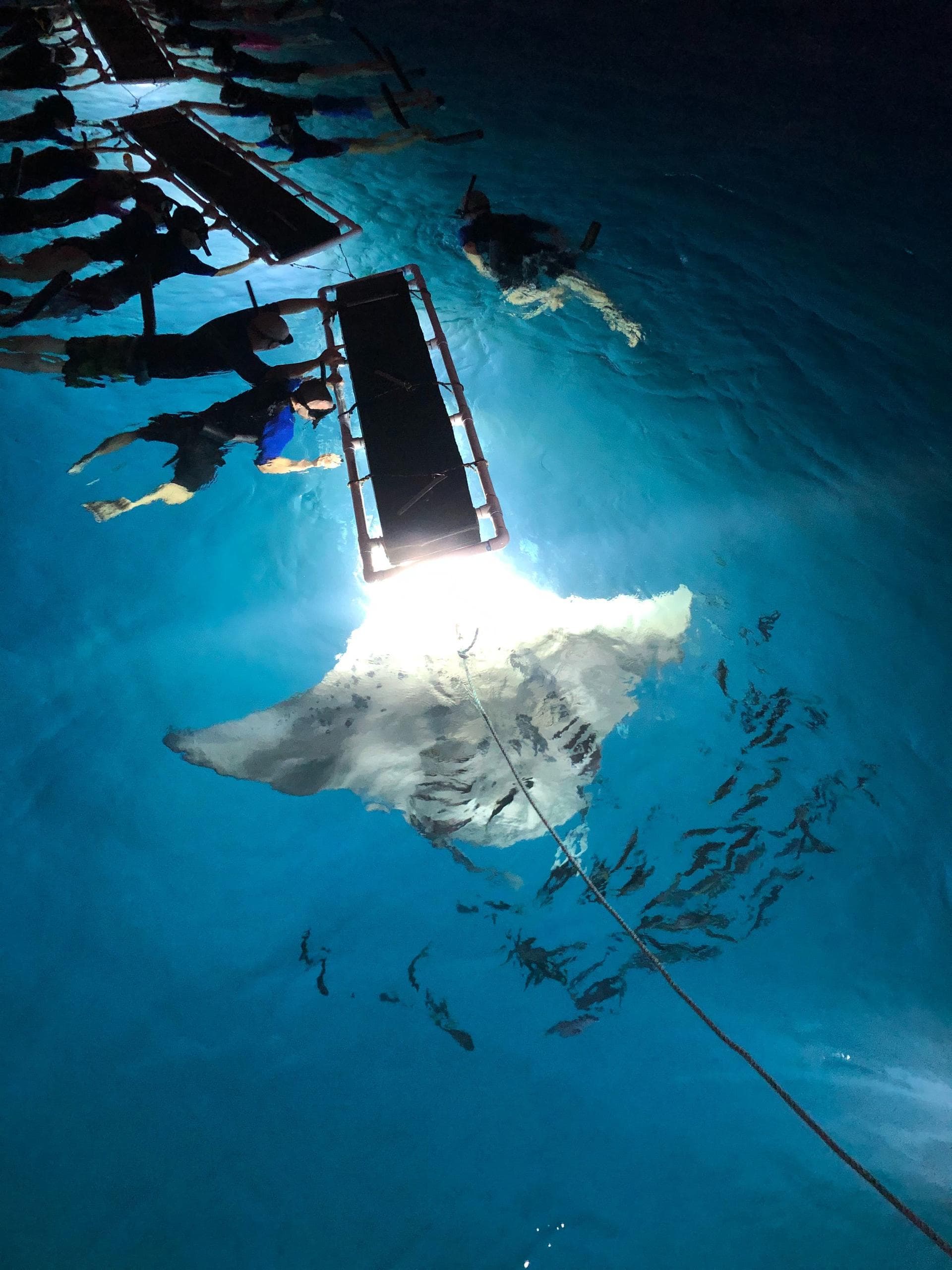 Late Night Manta Ray Snorkel in Kailua-Kona, Hawaii