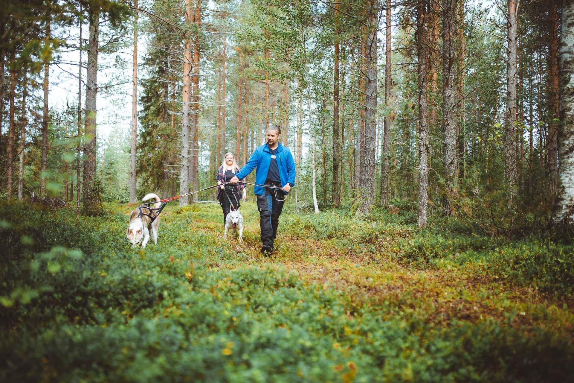 Land Adventures at Apukka Resort with Huskies