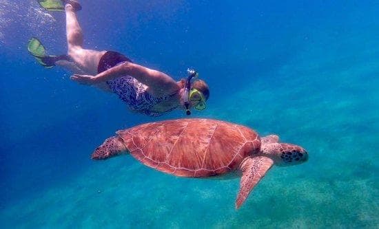 Snorkel & Swim with Turtles in St. Thomas, USVI