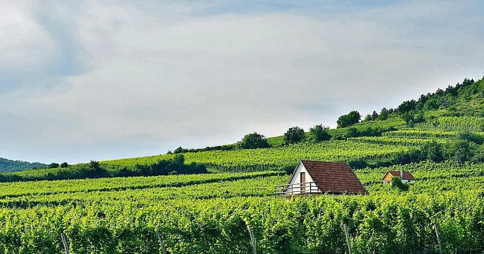 Day Trip from Budapest: Private Tokaj Wine Tour with Cellar Visits and Tastings photo 1