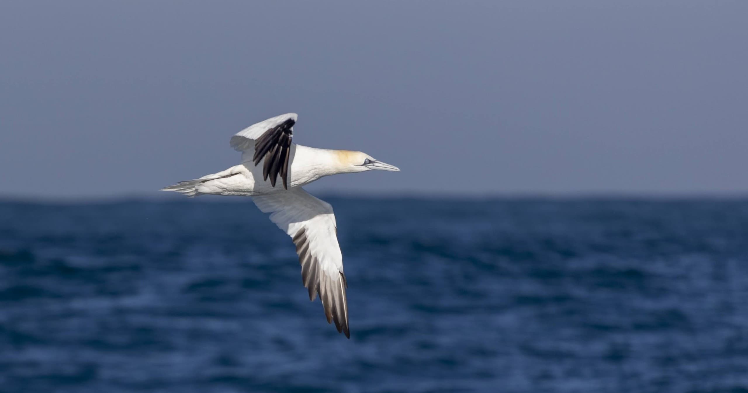 Wildlife & Water Activities with SeaEO-Tours in Lisbon