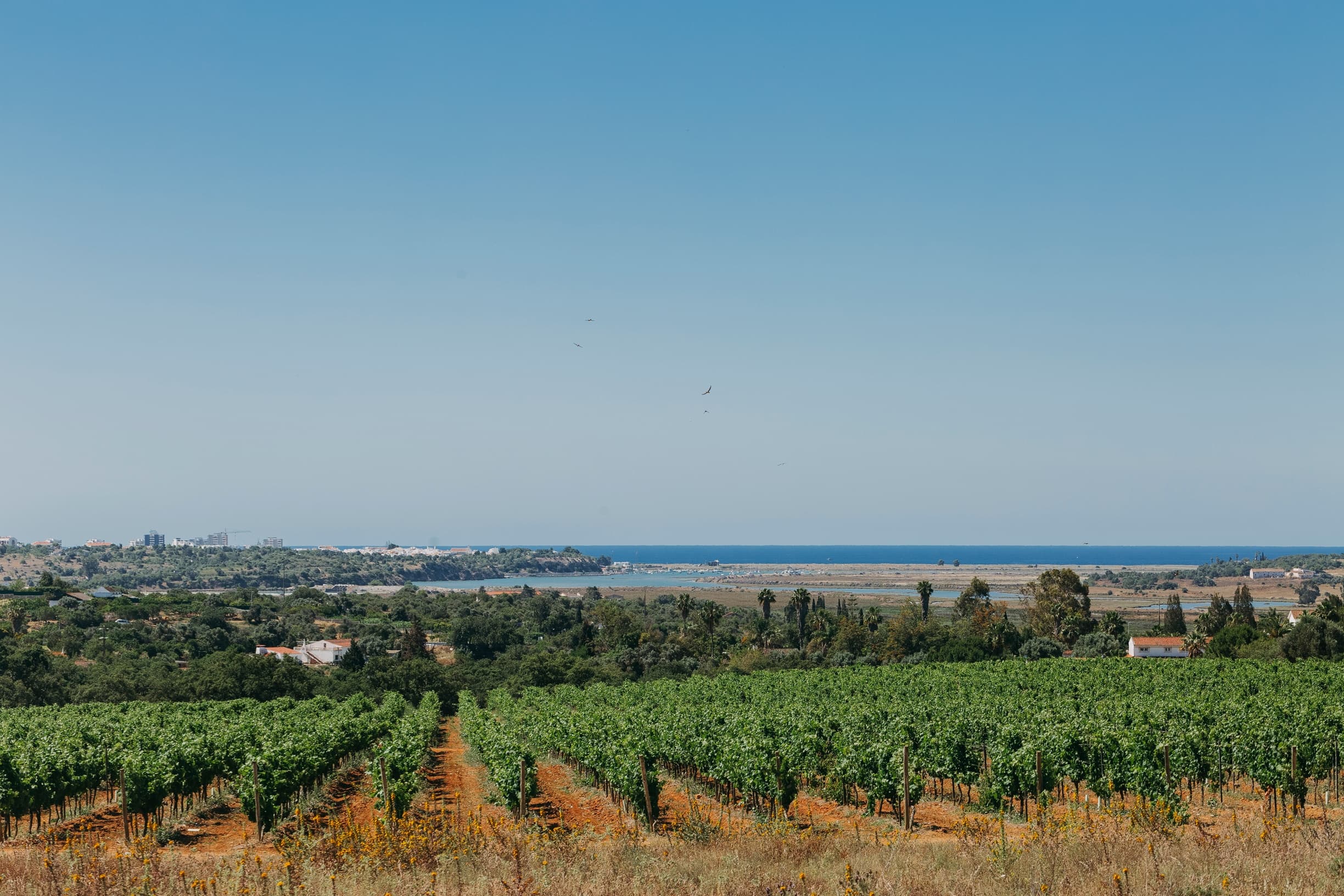 Wine Tasting Adventure with Villa Alvor in Portugal
