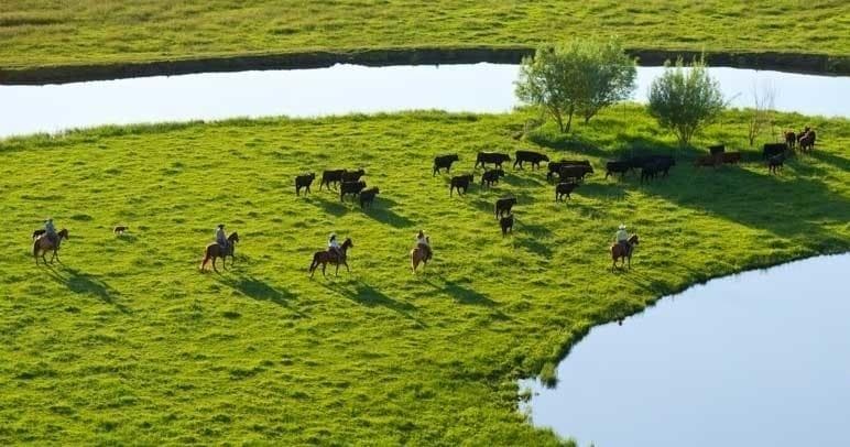 Aerial view of cattle grazing by river on expansive green pasture