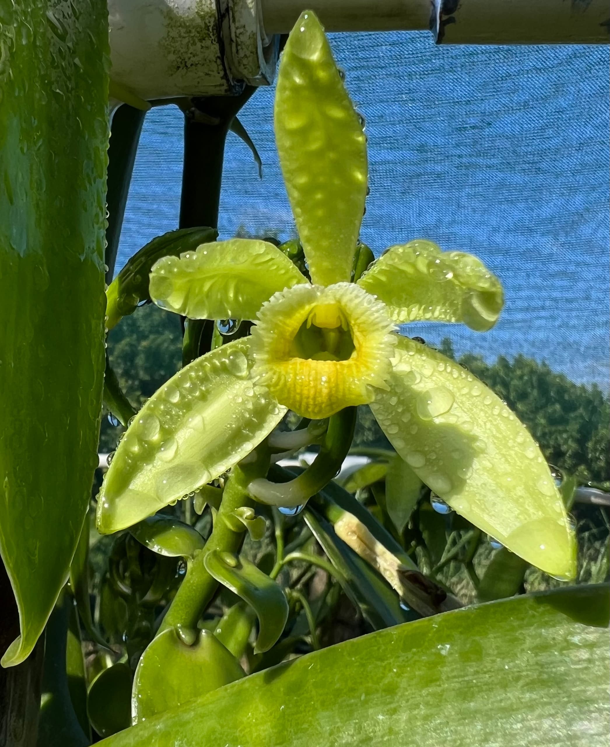 Private Farm Tour: Maui's Only Vanilla Experience in Haliimaile photo 2