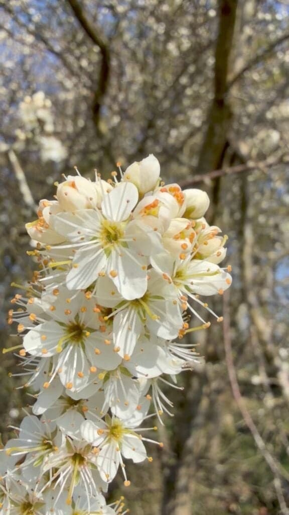 Forest Awakening: Spring Guided Walks in the New Forest photo 1