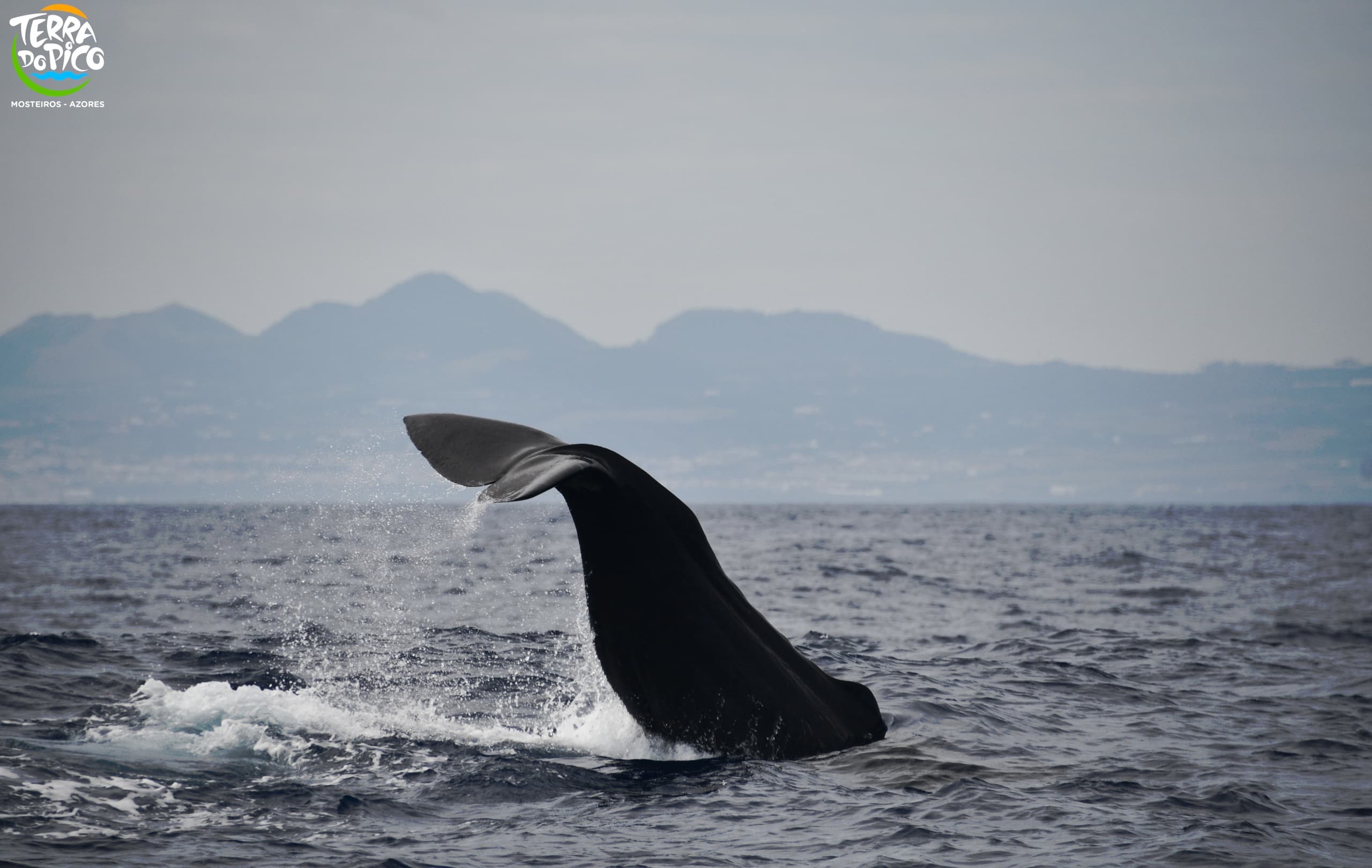 Whale Watching Adventures with Terra do Pico in Mosteiros