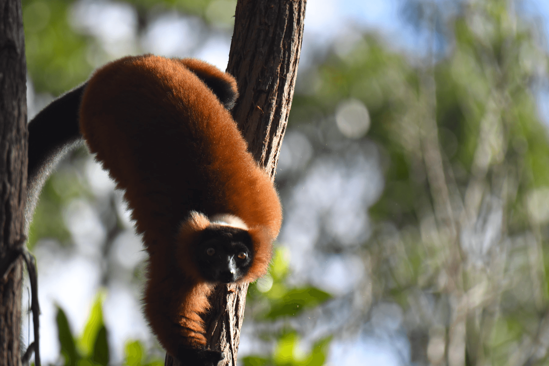 16-Day Madagascar Eco Tour from Anchorage