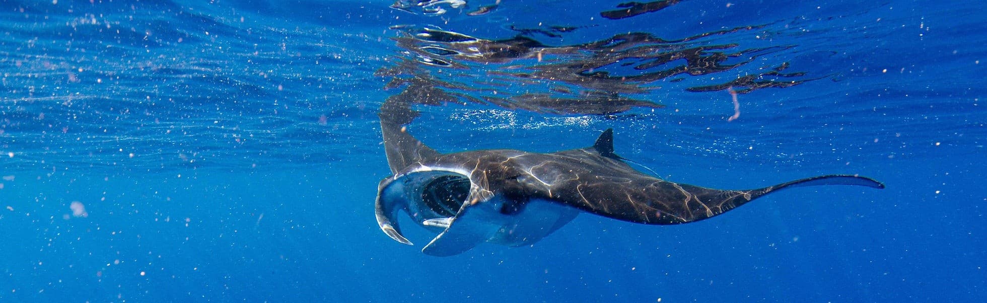 Morning Manta & Whale Adventure: Kona's Ethical Snorkel Experience photo 2