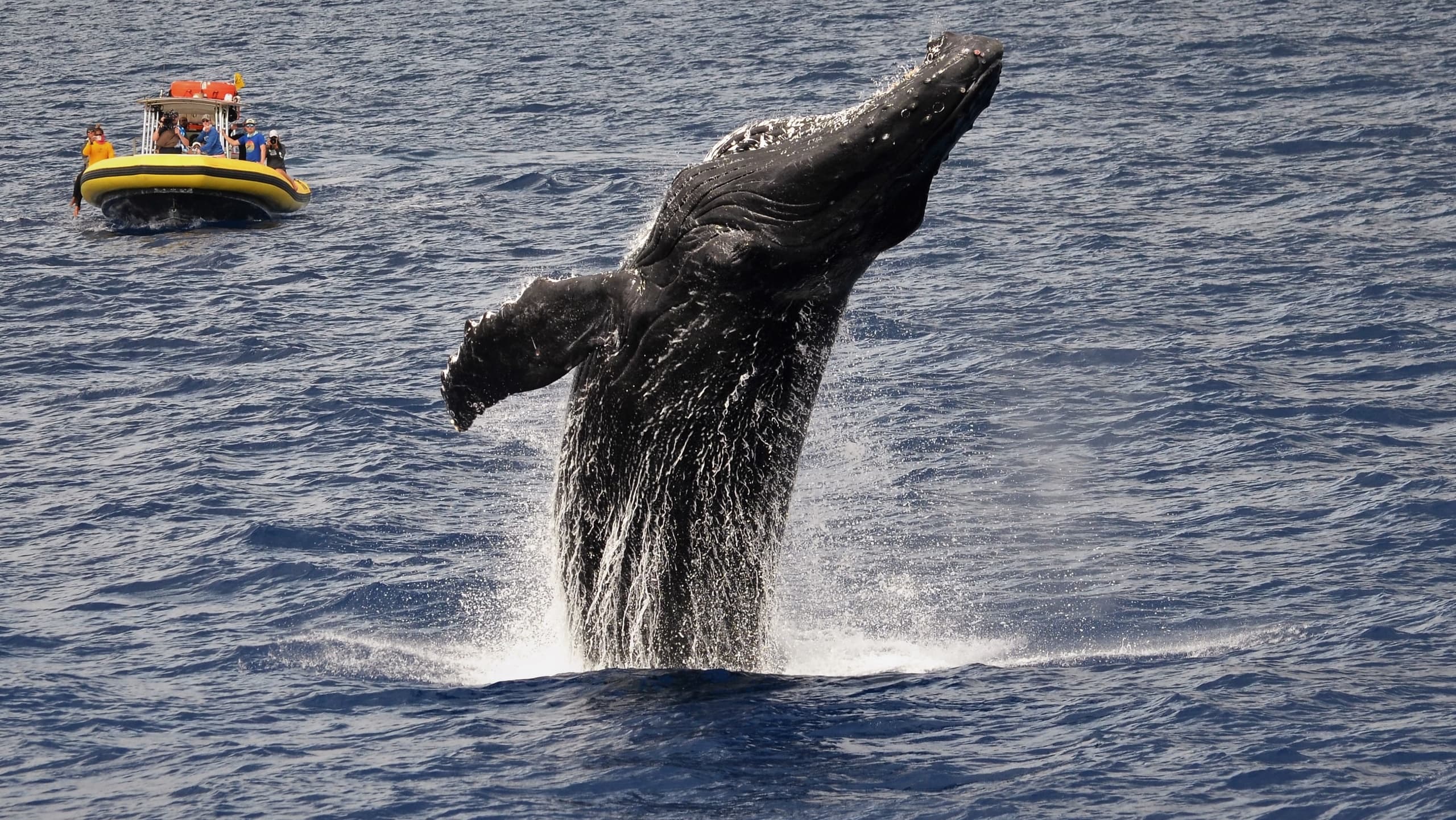 Humpback whale breaching near tour boat in open Pacific waters