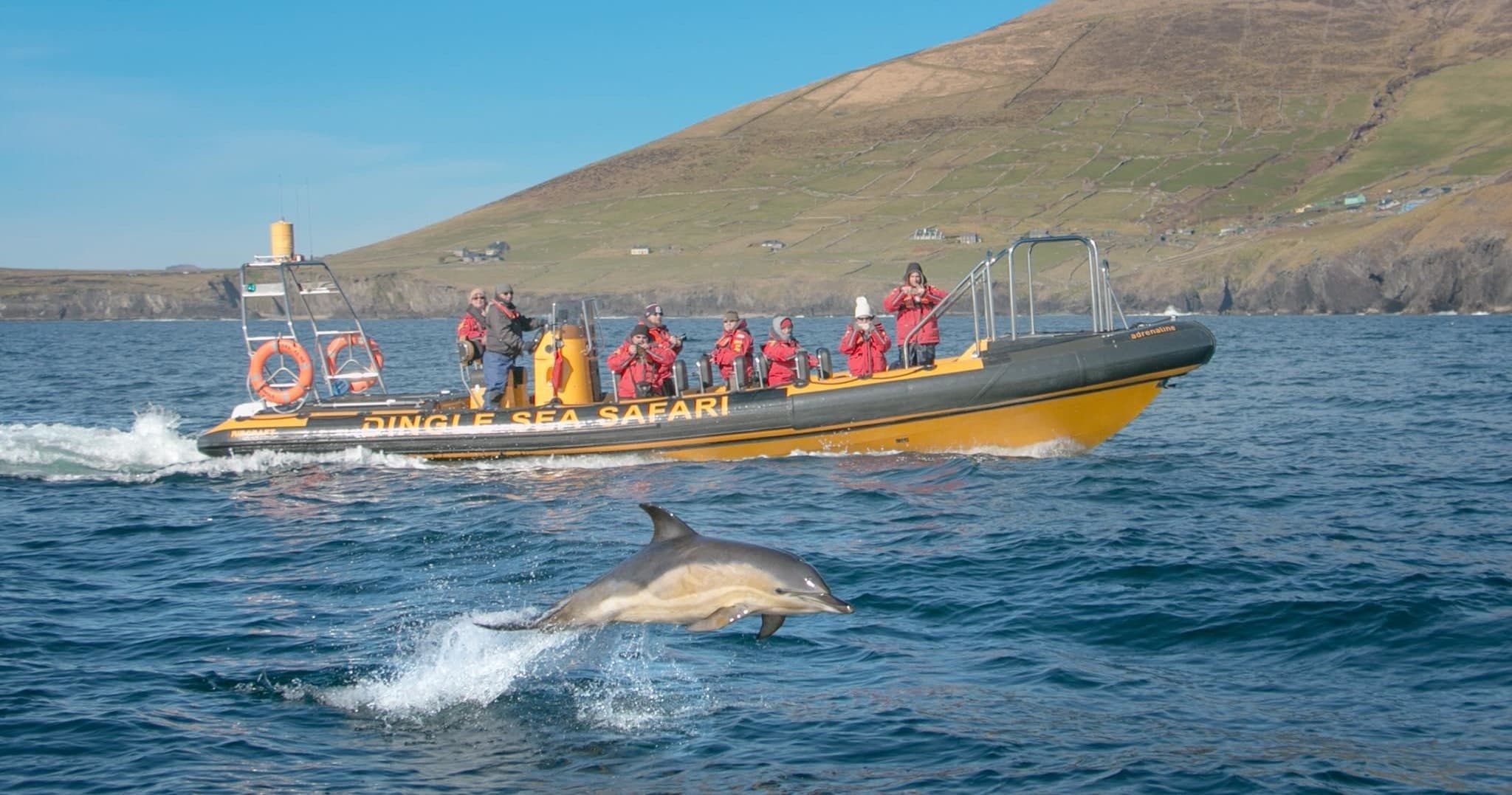 Passenger boat and dolphin encounter off Dingle coast, Ireland