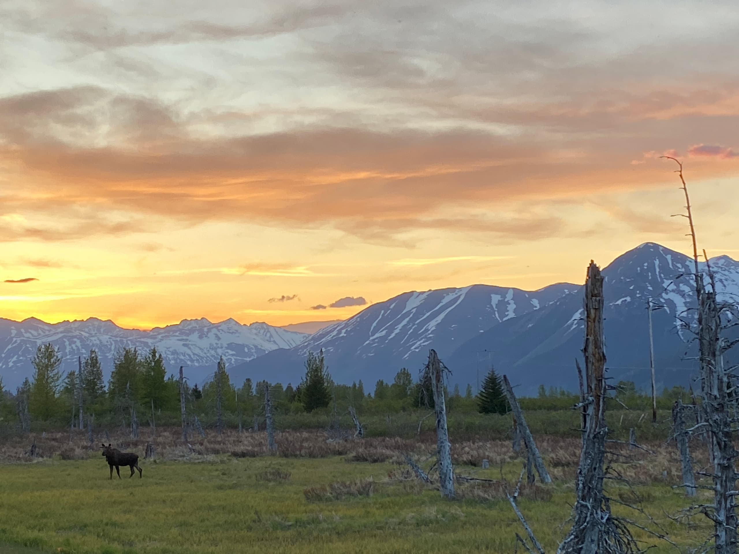 Hiking & Wildlife Adventure with Moose Pass Adventures LLC in Alaska