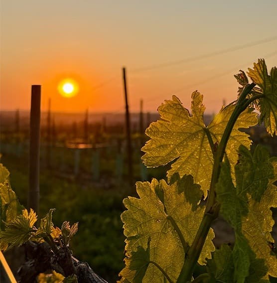 Friday Night Golden Hour at Quinta do Sol: Algarve Sunset, Live Music & Wine photo 1
