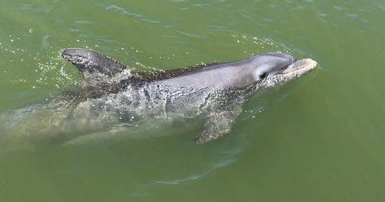 Wildlife & Dolphin Cruise from Fort Myers Beach by Adventures in Paradise