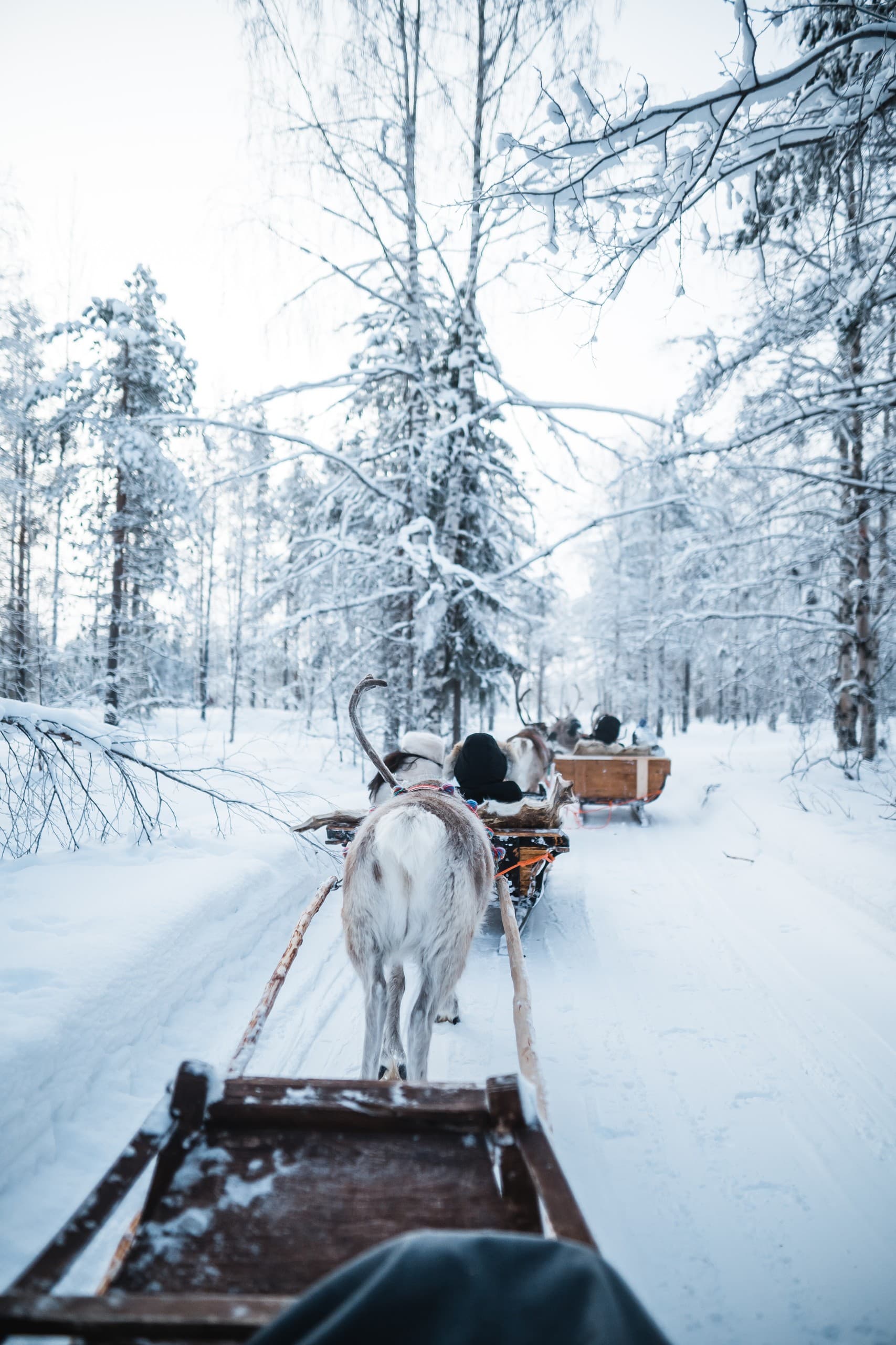Traditional Reindeer Safari 3km Reindeer Sleigh Ride Near Levi Sirkka Lapland