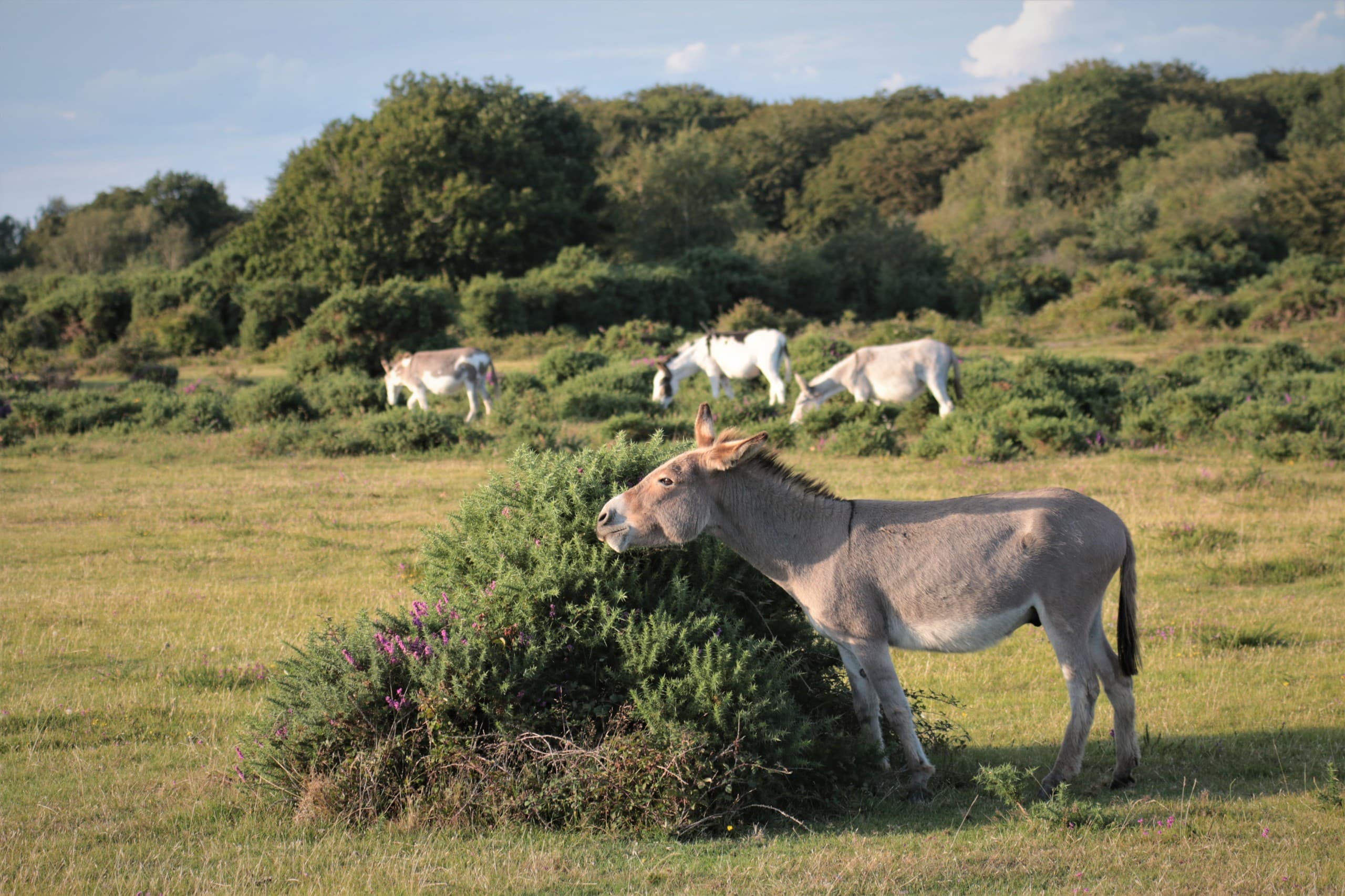Young Commoners Walk and Talk: Experience New Forest Commoning in Brockenhurst