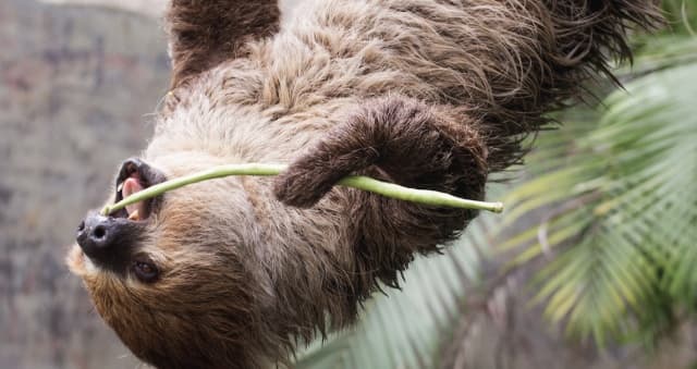 Wildlife & Animal Encounters at Wild Animal Safari Strafford