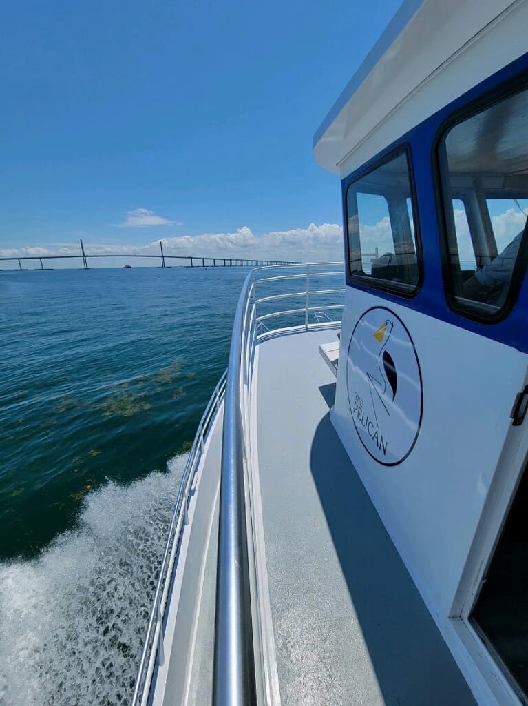 A Day on the Bay: Explore Tampa Bay Wildlife and Skyline from St. Pete Pier