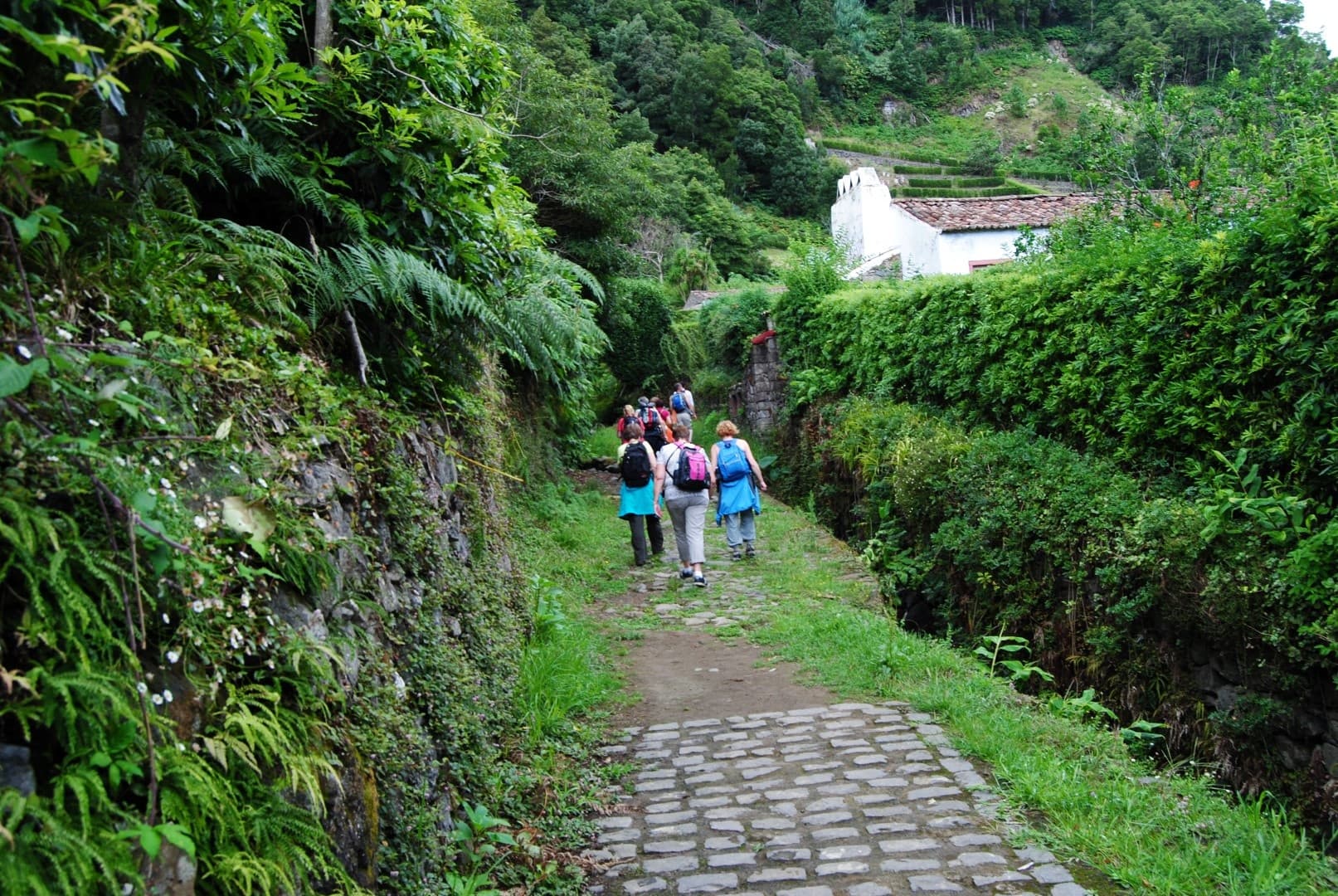 Azorean Tours fleet