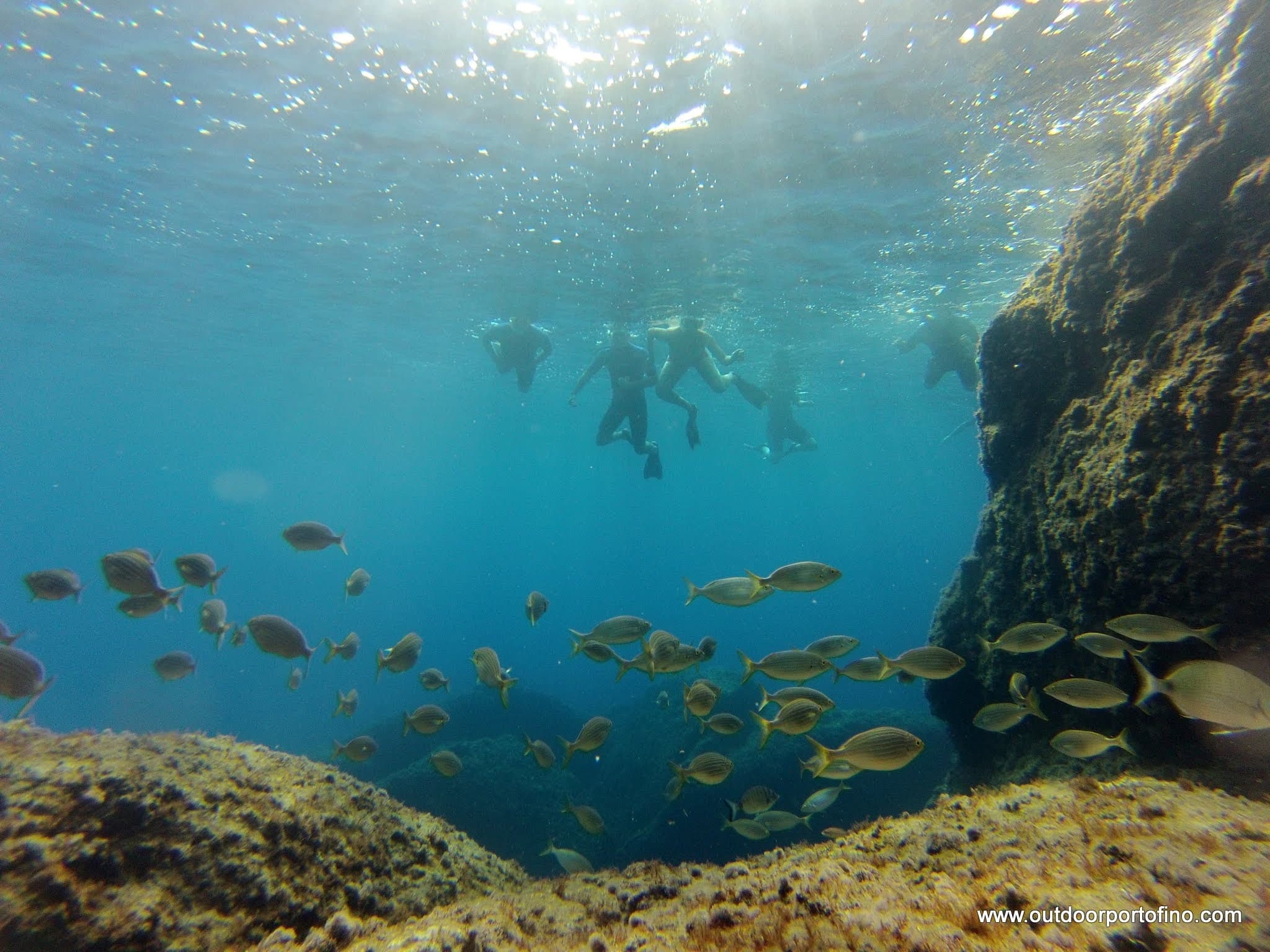 Snorkelers swimming with schooling fish over Portofino rocky reef