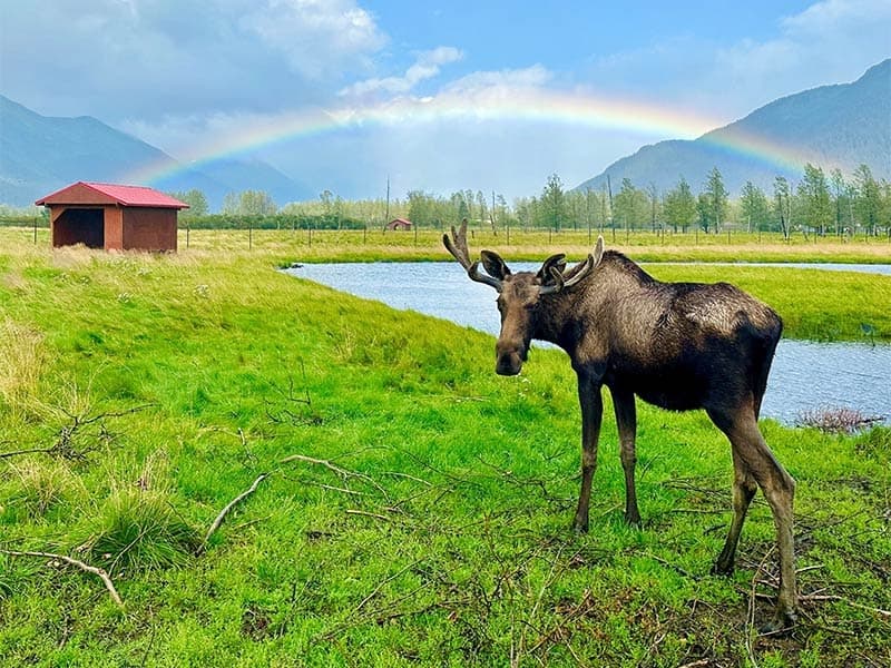 Alaska Guided Tours: Girdwood Portage Glacier & Wildlife Adventures