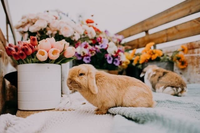 Spring Egg Hunt and Farm Adventure at the Ranch