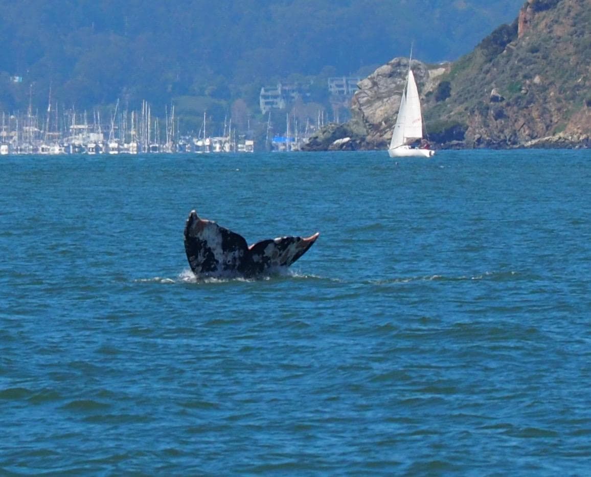 Whale Watching Tours from San Francisco Pier 39