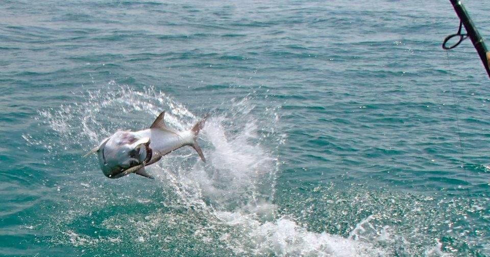 Tarpon Fishing with Bahia Honda Tarpon Charters in Big Pine Key