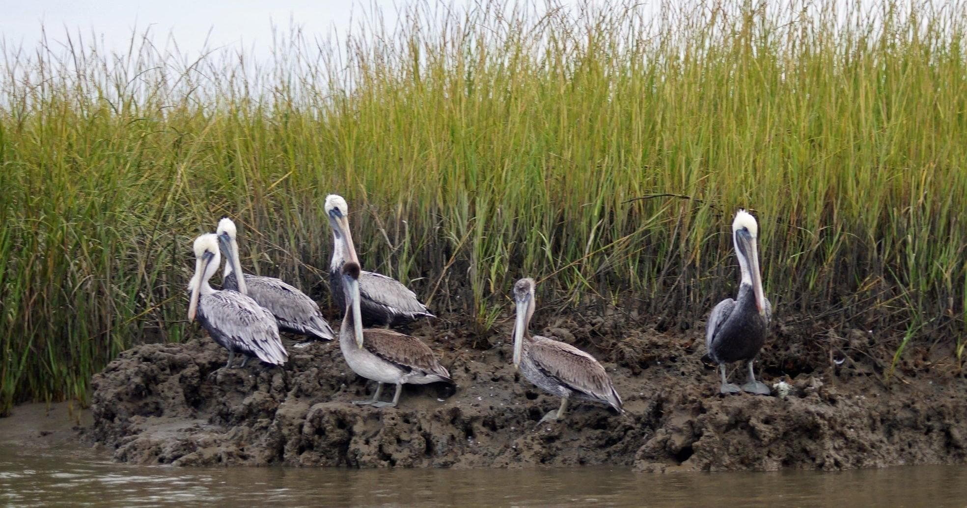 Ace Basin Dolphin & History Tour on Edisto Island, SC